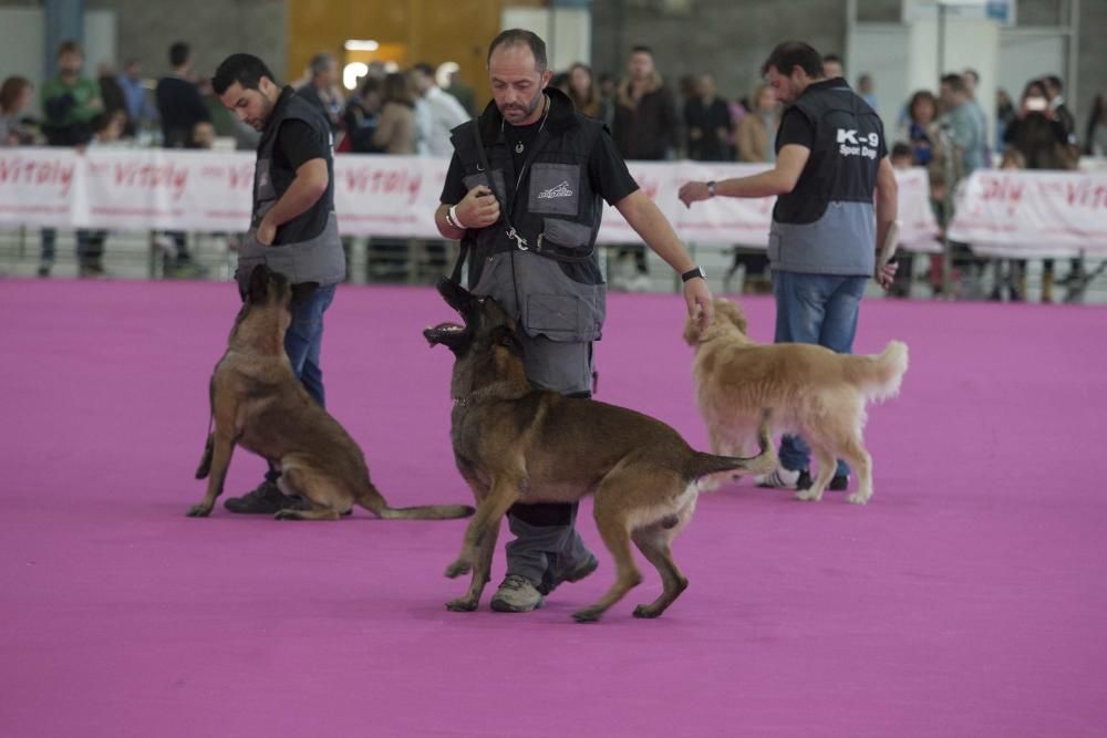 La Mascotada da brillo a Expocachorro