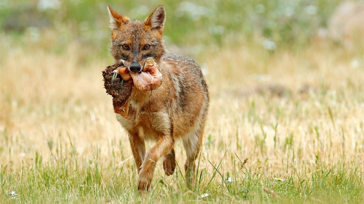 chacal dorado bulgaria