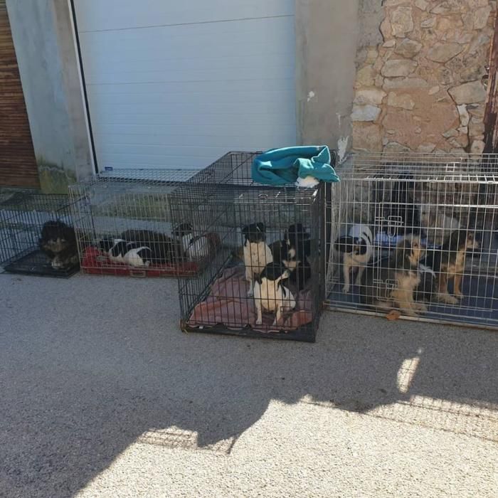 Encuentran más de 60 perros hacinados en una casa de Hondón de las Nieves