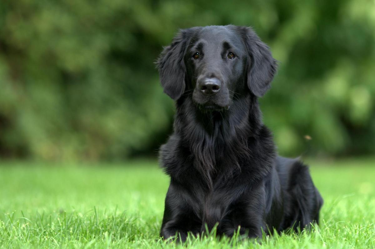 Cobrador de Pelo Liso: uno de los perros cobradores más populares