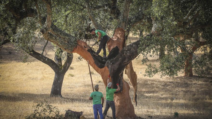 La producción de corcho de este año en Extremadura será una de las mayores de la última década