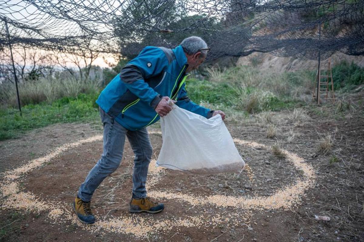 Oms esparce el maíz que debe atraer a los jabalís.