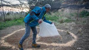 Oms esparce el maíz que debe atraer a los jabalís.