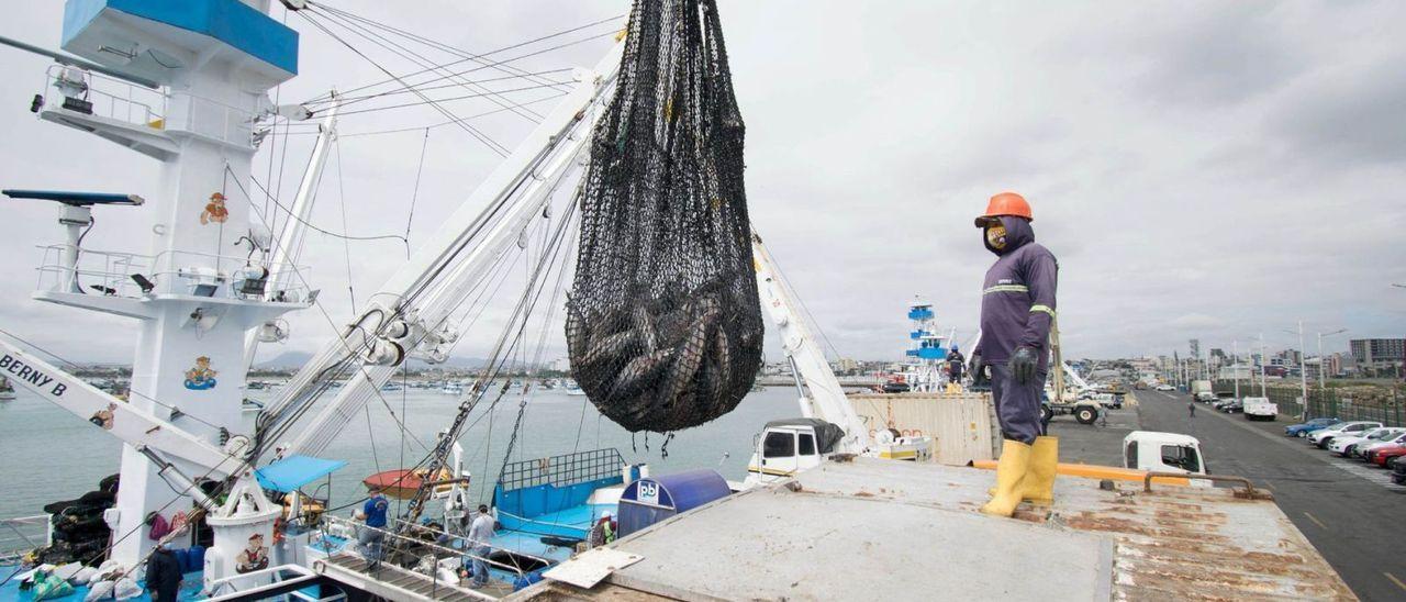 Descarga de atún en el puerto de Manta, en Ecuador.