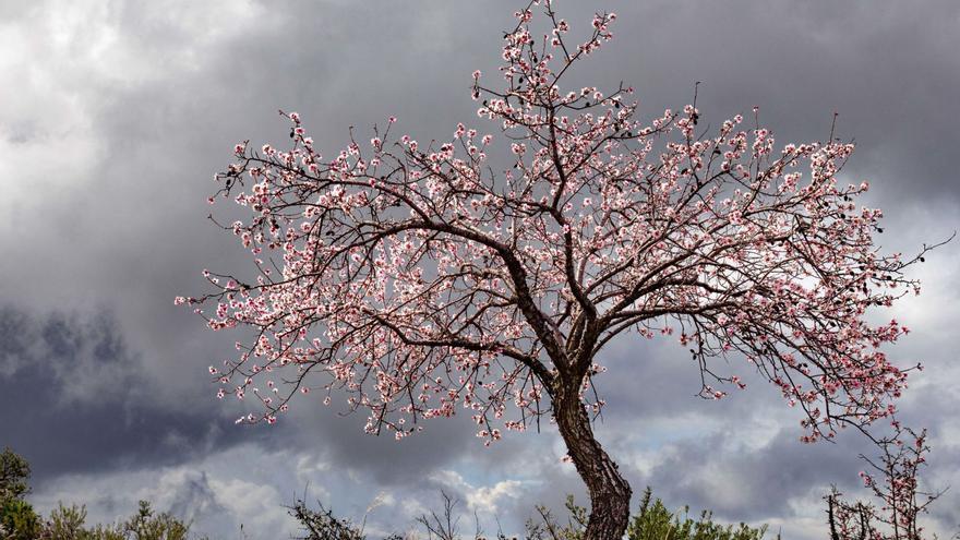 Una imagen de Antonio Taño, la mejor foto del concurso ‘Almendros en Flor’