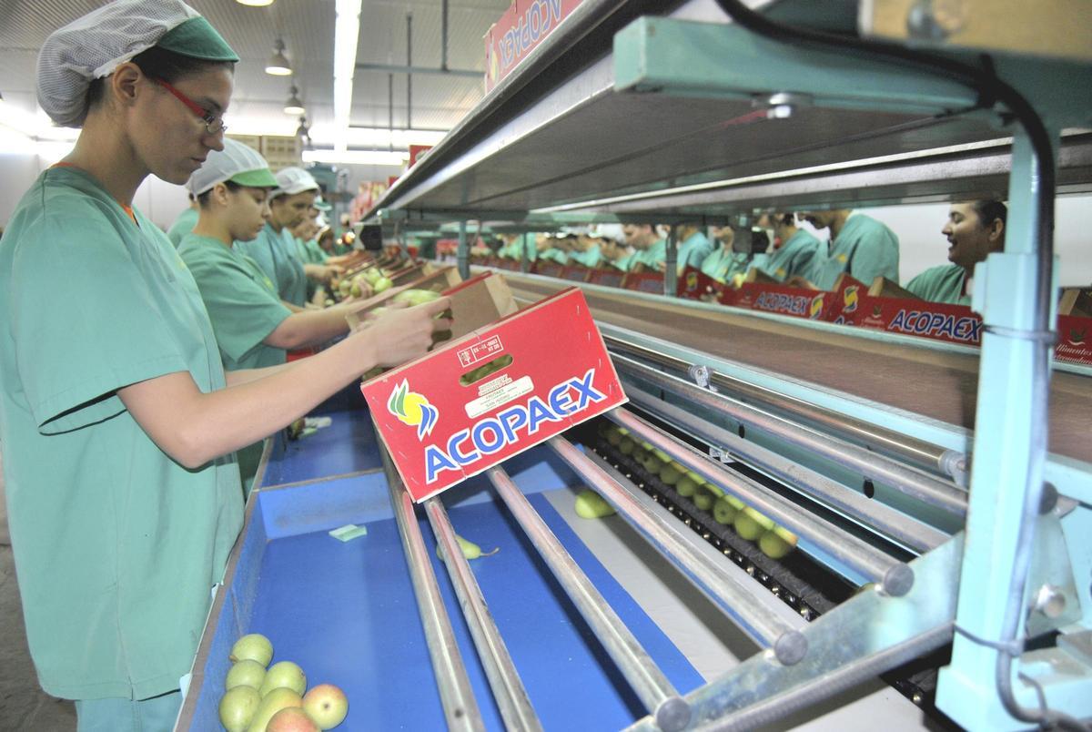 Trabajadoras en una central hortofruticola de Acopaex.