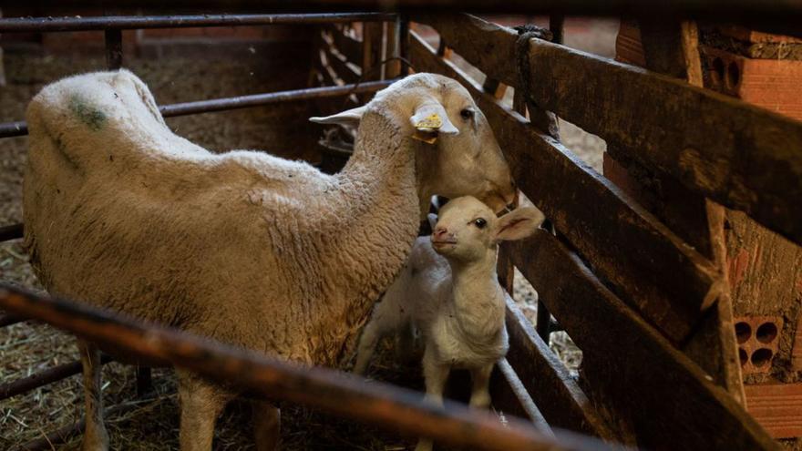 El incendio asesta un golpe mortal a las ganaderías de ovino: crece el temor a una gran desbandada