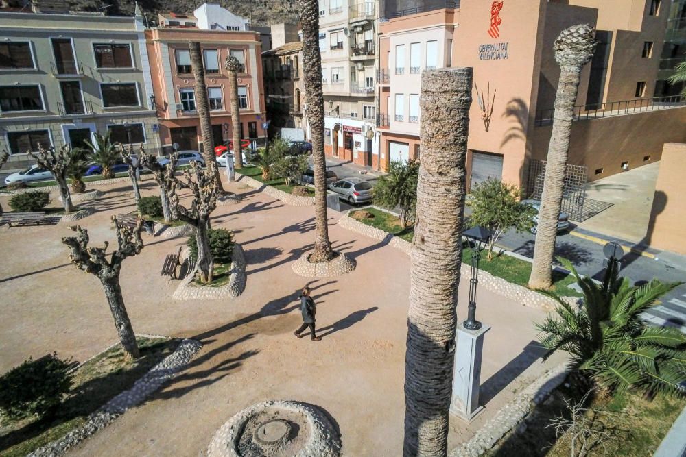 El área de Infraestructuras del Ayuntamiento de Orihuela retira desde hoy 23 troncos y tocones de las palmeras de la plaza de Santa Lucía. Un auténtico "monumento al picudo" en los últimos meses. Toda