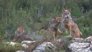 Galícia demana que es torni a alimentar el llop amb caps de bestiar morts per evitar atacs