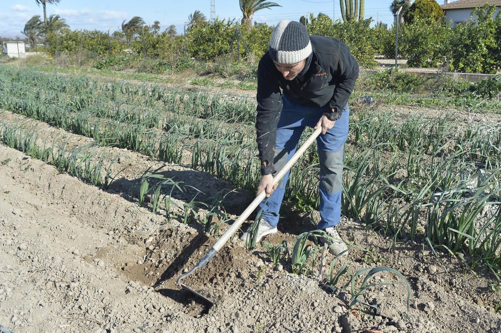 Huertos ecológicos en Elche