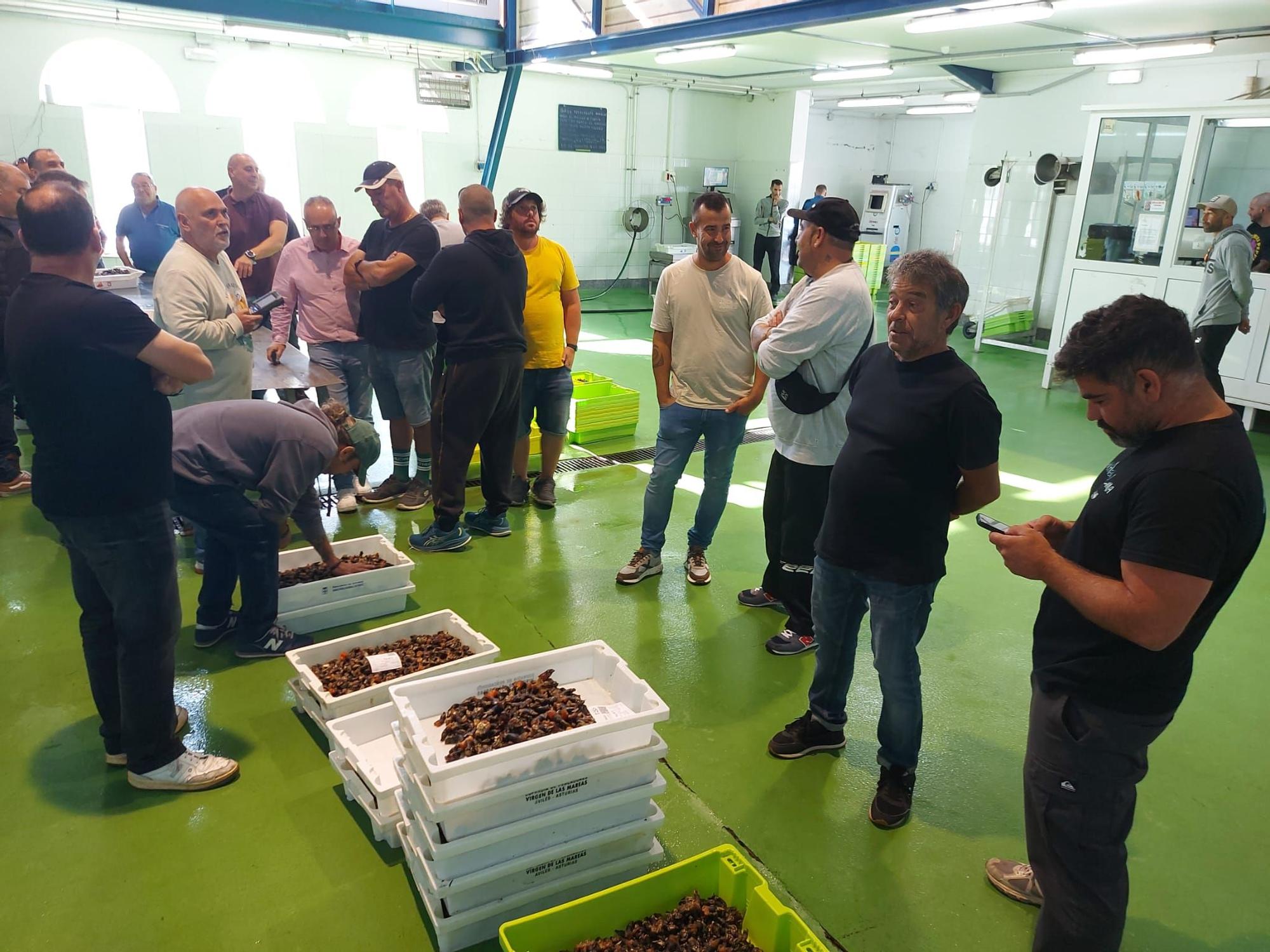 En imágenes: La primera subasta de percebe de la temporada en la rula de Puerto de Vega