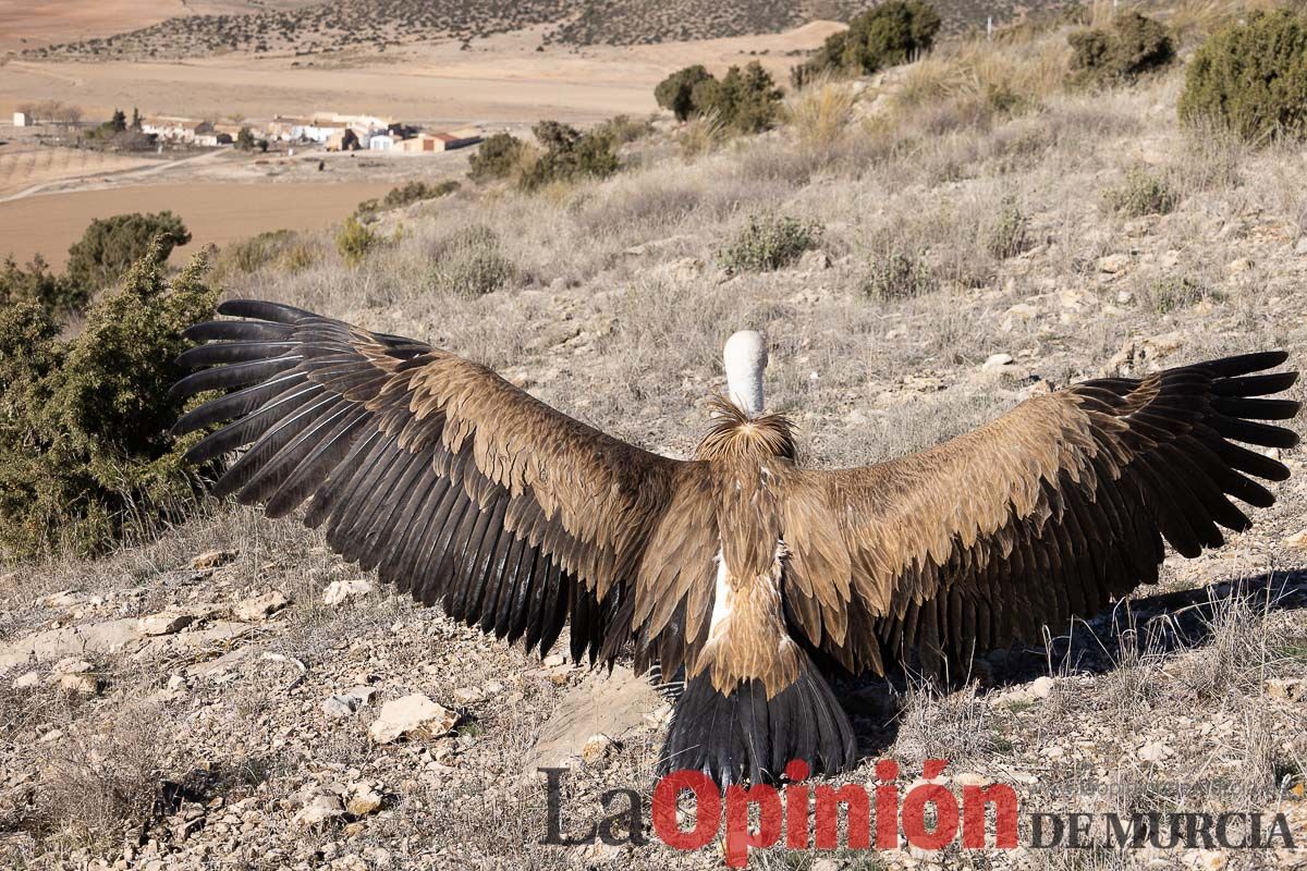 Suelta de dos buitres leonados en la Sierra de Mojantes en Caravaca