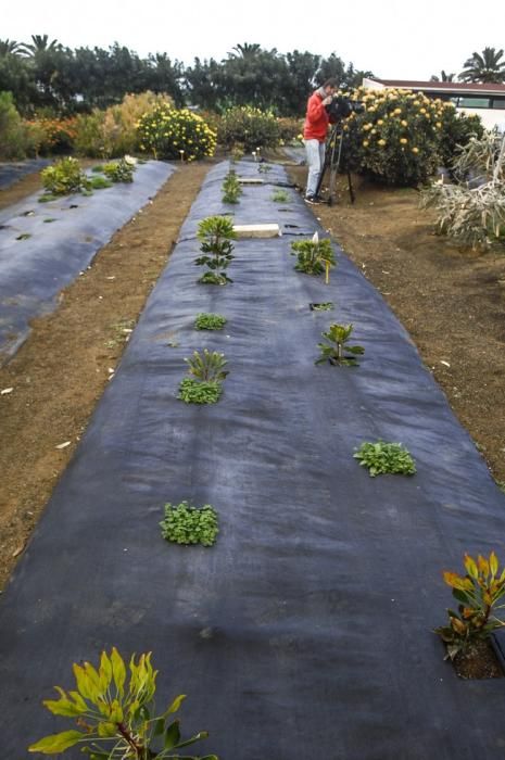 Plantación de proteas