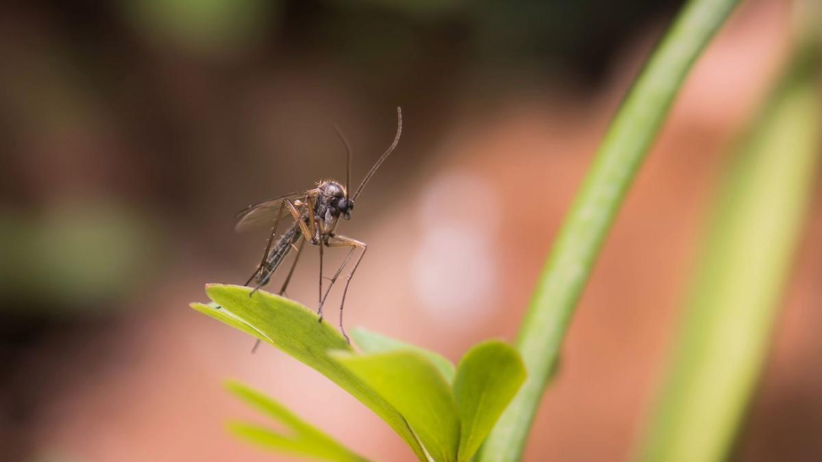 Mosquito transmisor del Virus del Nilo Occidental.