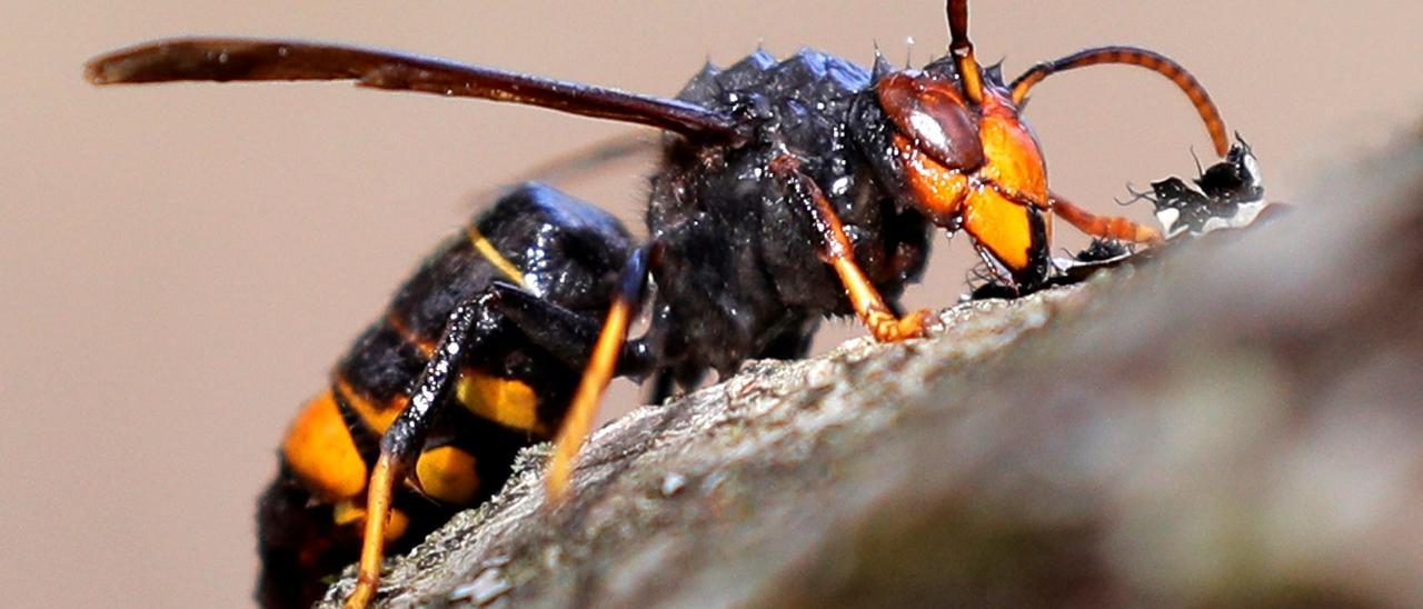 Un ejemplar de avispa asiática.