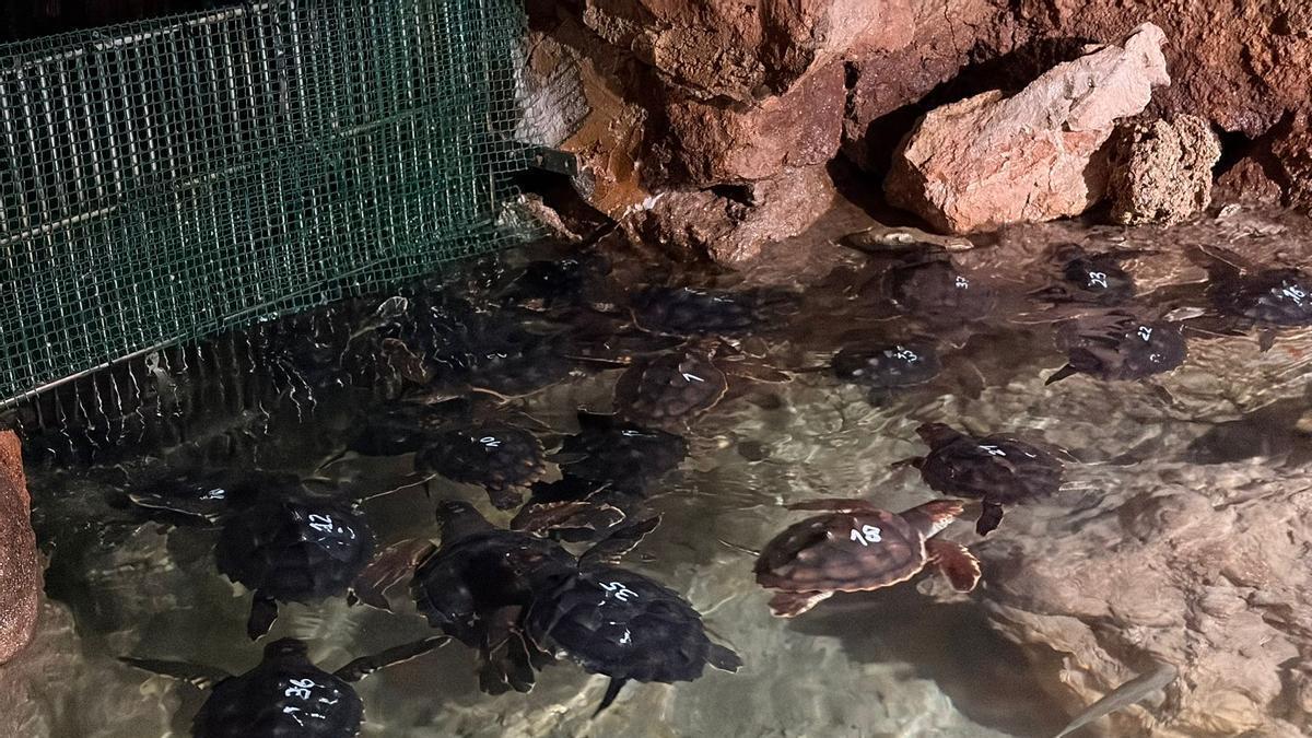 Sea turtles from the nest at es Cavallet in the Cova de ses Llagostes.