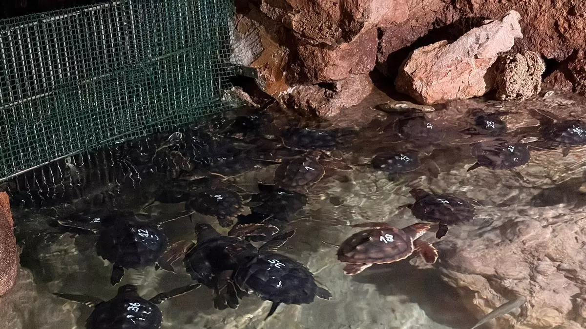 Very special guests at the Cap Blanc Aquarium in Ibiza: the sea turtles from the es Cavallet nest