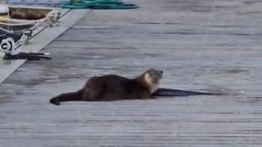 Nuevas y glotonas «vecinas» en el puerto deportivo de Cangas