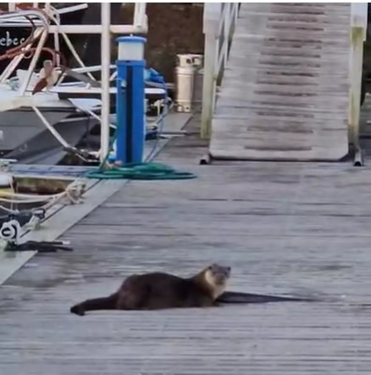 Nuevas y glotonas «vecinas» en el puerto deportivo de Cangas