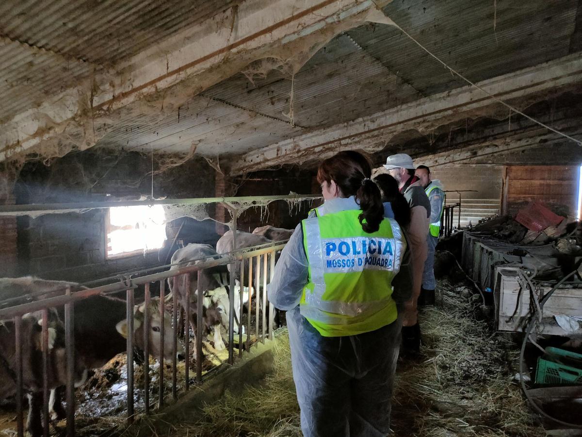 Els Mossos denuncien penalment un ramader a l'Alt Urgell per furt de bovins