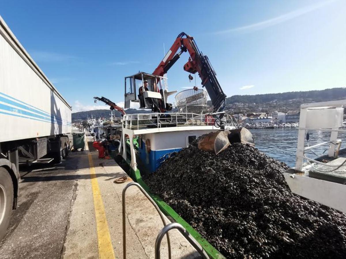 Un barco bateeiro, ayer en el puerto de Bueu descargando mejillón. |   // SANTOS ÁLVAREZ