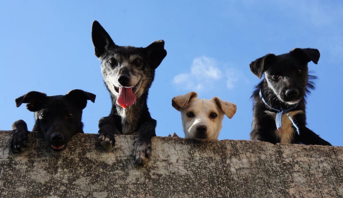 El curso de perros que debes realizar de acuerdo a la nueva Ley de Bienestar Animal