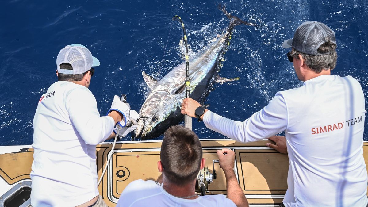 ¡Artic Combate!: así es el proyecto Scientific Angler que marca atunes en Santa Pola para estudiar sus migraciones