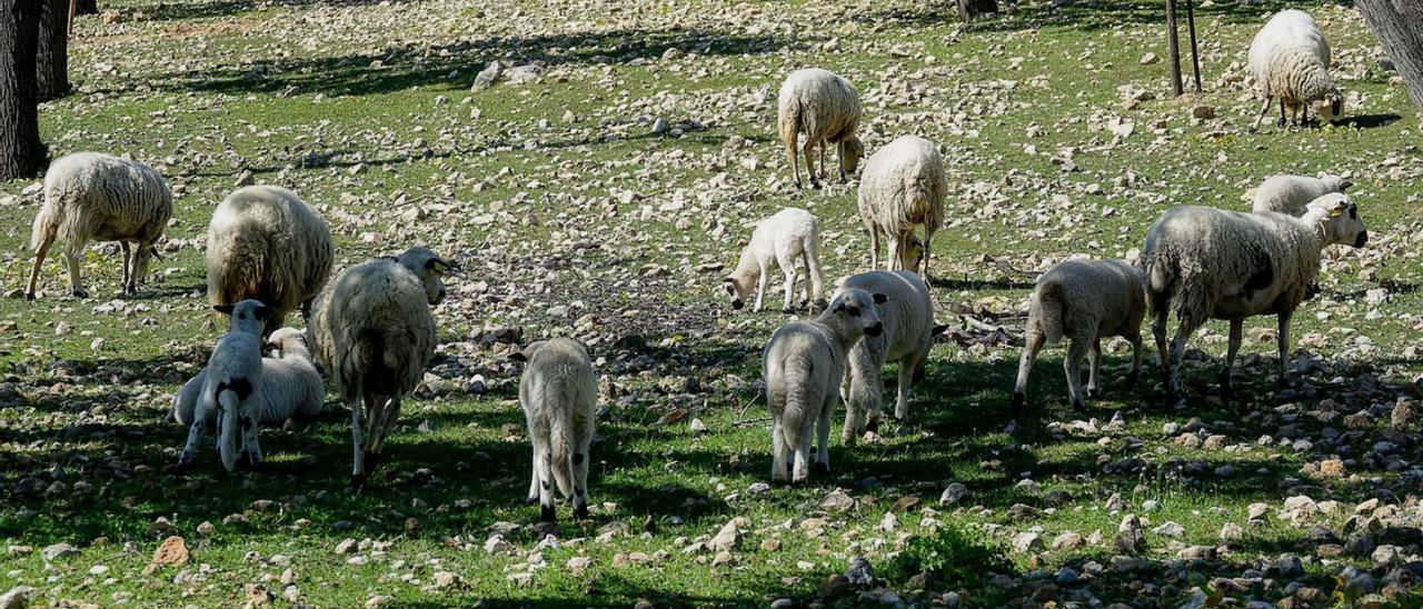 Las ganaderías isleñas pueden cubrir un 87% de la demanda de carne de cordero en hoteles.