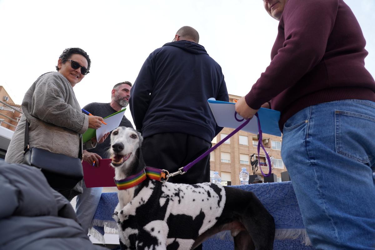 Mascotas disfrazadas en el Carnaval del Grau de Castelló. ¿Has participado? Búscate en esta divertida iniciativa