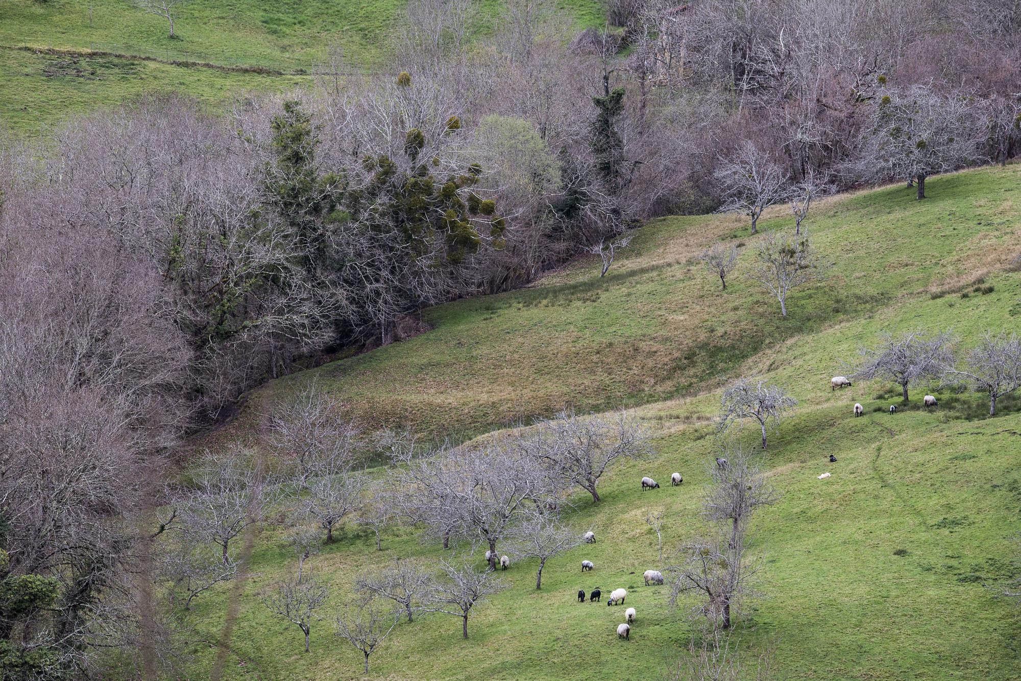 Asturianos en Peñamellera Alta: un recorrido por el municipio