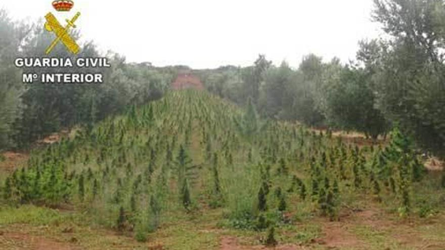 Incautada en Albacete la mayor cosecha de marihuana de España, con 75.000 plantas