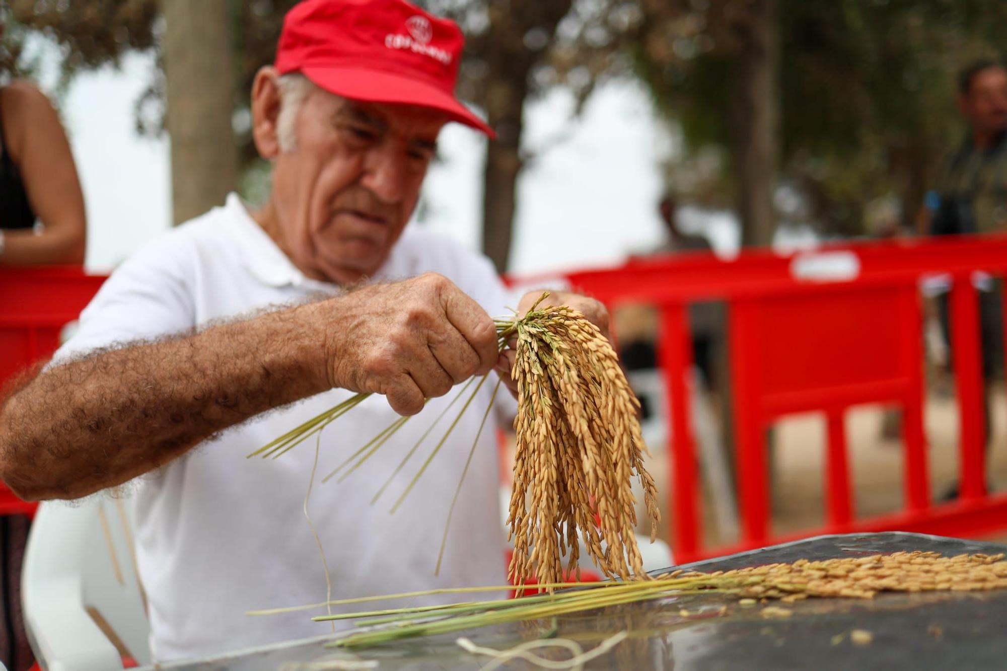 El puerto de Catarroja reúne a 5.000 personas en la Fiesta de la siega del arroz