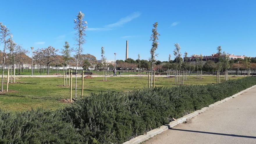 Más de 5.000 árboles plantados en Palma