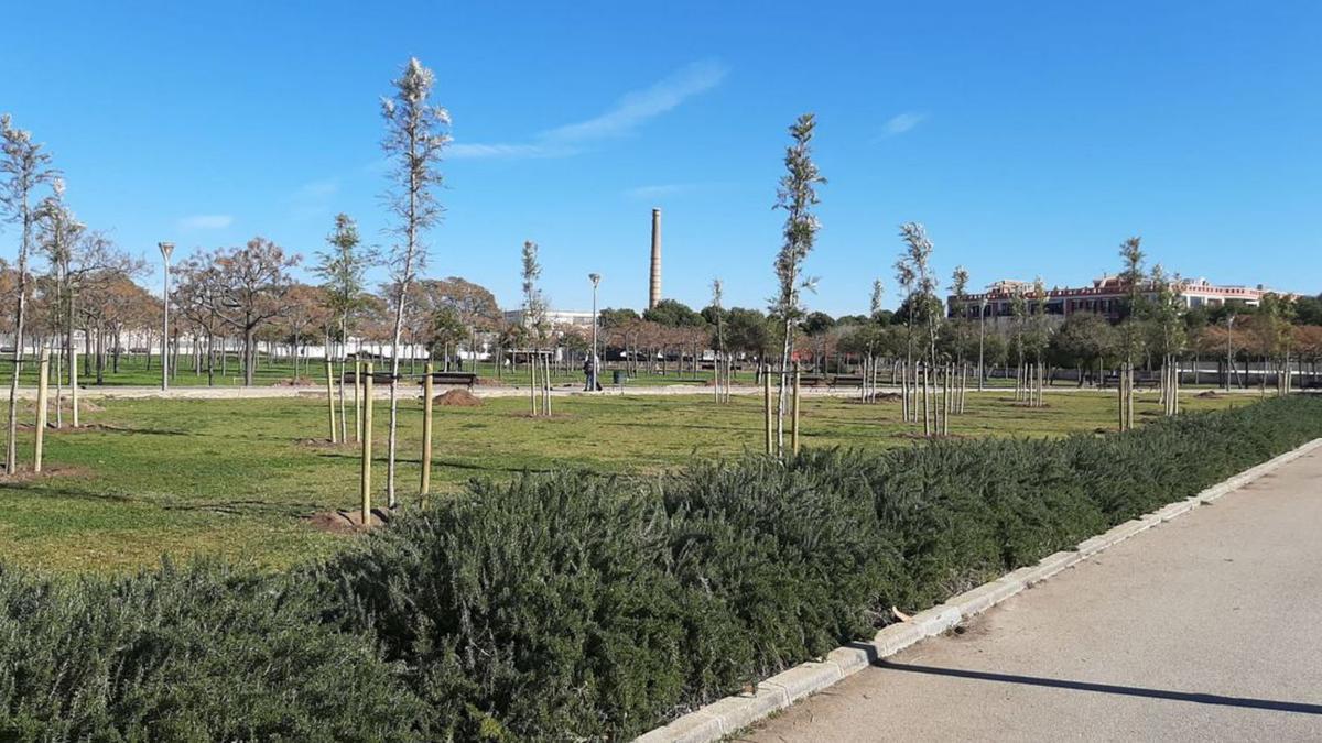 Más de 5.000 árboles plantados en Palma.