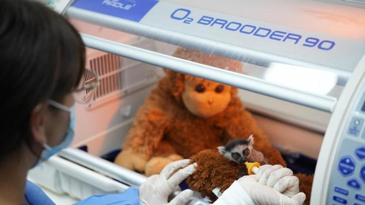 Aferrado a un peluche, una cría de lémur lucha por sobrevivir en el suroeste de Colombia