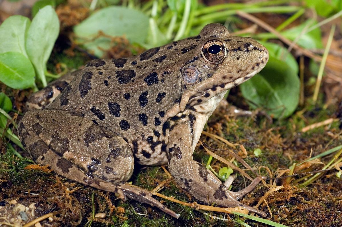 Una rana común (Bufo bufo).