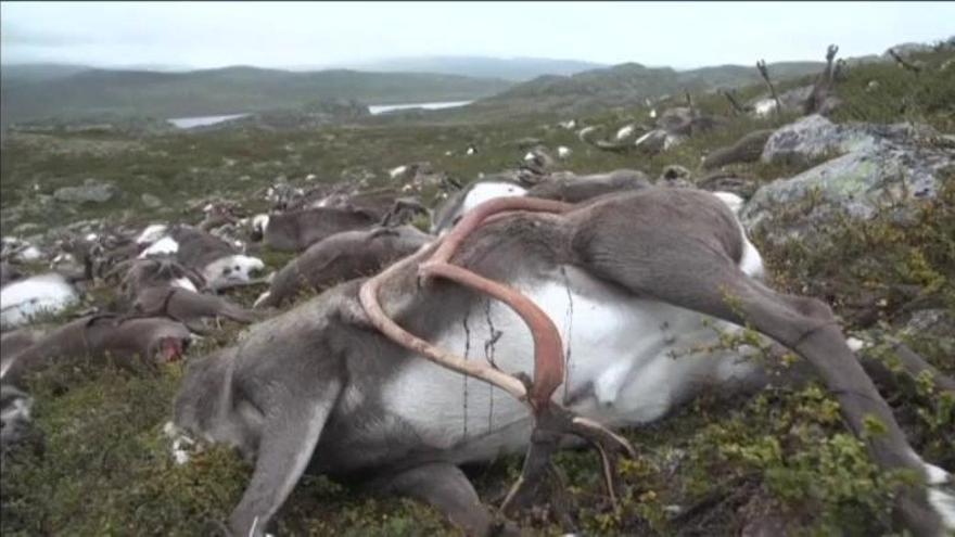 Un rayo mata a 323 renos al sur de Noruega