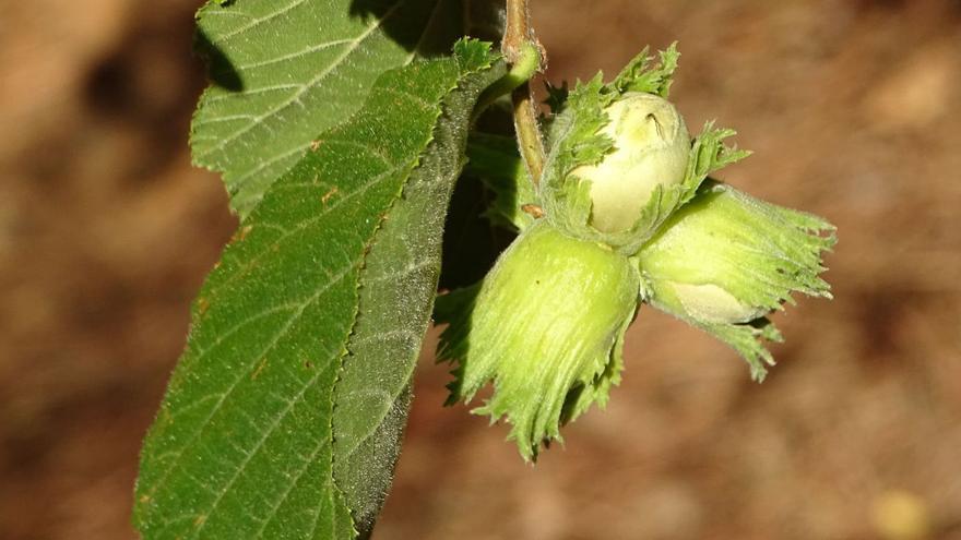 Fruto del avellano, del que quedan pocos ejemplares en la Sierra.