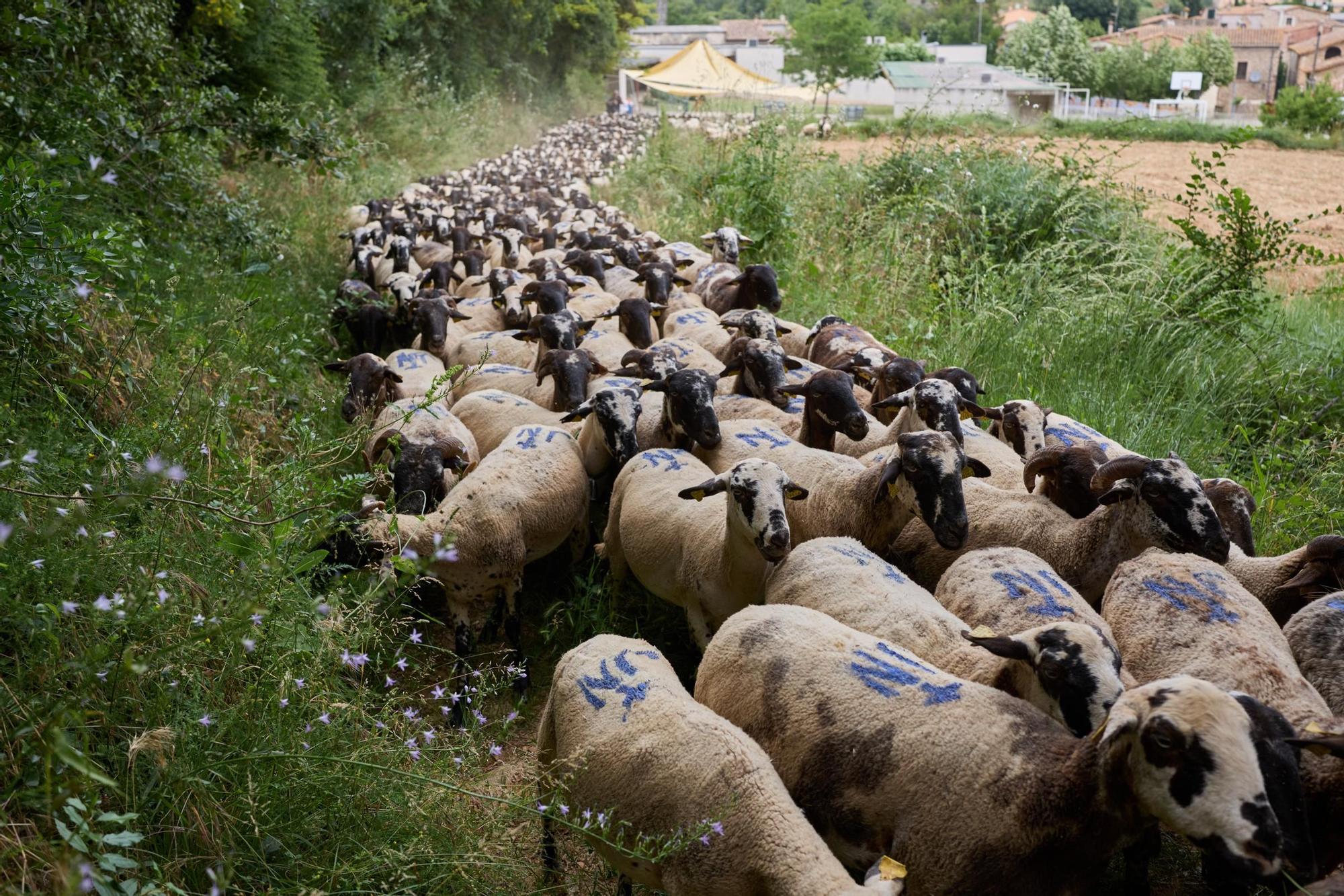Les fotos de la transhumància del ramat d'ovelles d'Arnau Rubio a Crespià