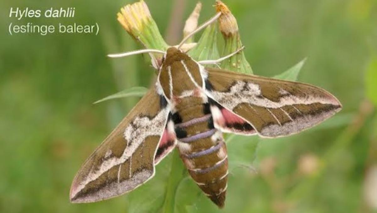 Fotografía de la mariposa Hyles dahlii (esfinge balear).