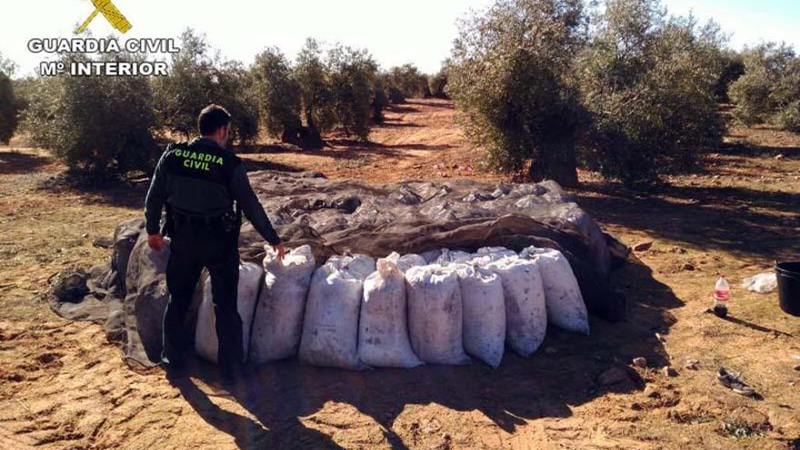 Desarticulada en Montoro una banda que robaba aceitunas