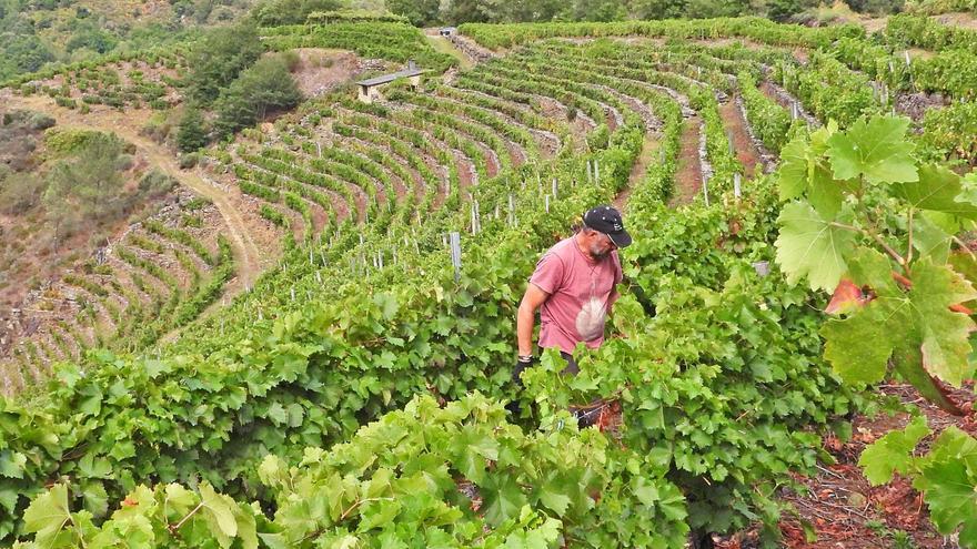 Las lluvias ralentizan el arranque de la vendimia