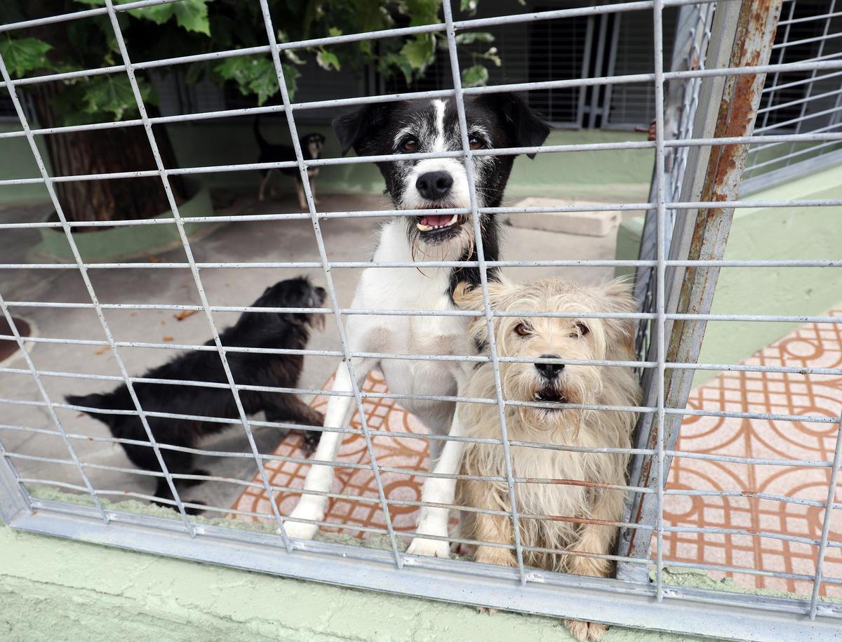 La Asociación Protectora de Animales dice adiós al refugio de A Madroa tras casi medio siglo