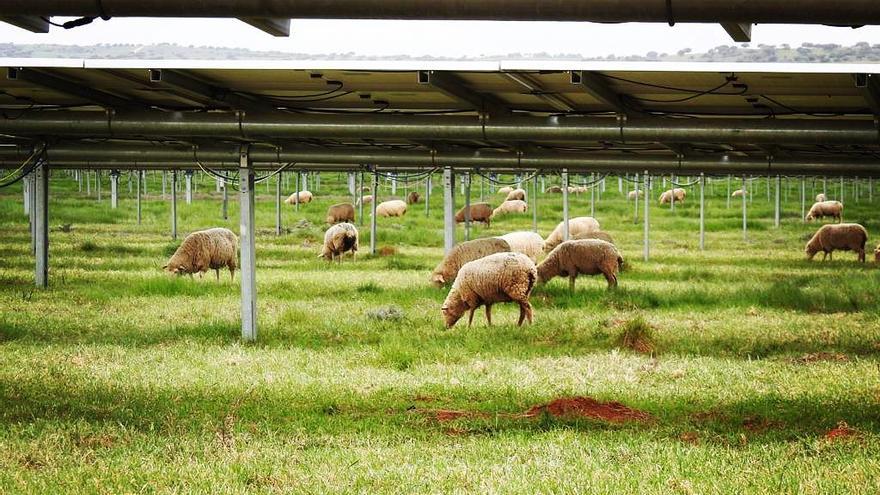 Ovejas pastando en una instalación de placas solares realizada por 360 Soluciones Cambio Climático.