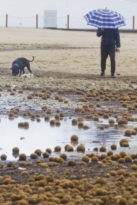 Las playas de la Malva-rosa, el Cabanyal y la Marina tras el temporal marítimo.