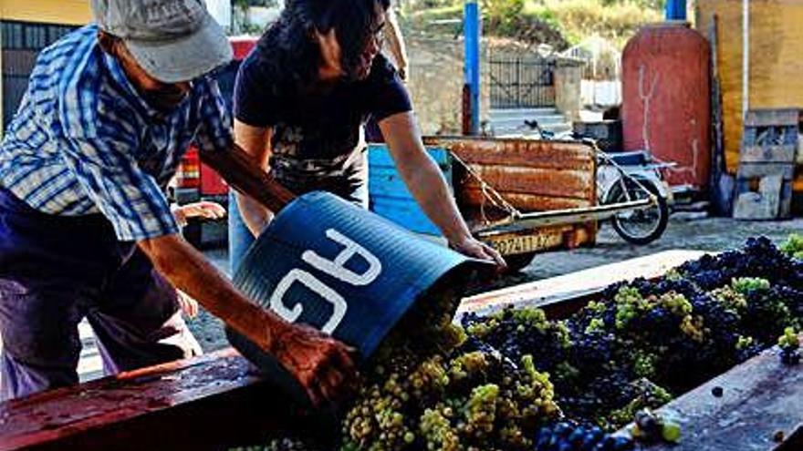 Recogida de uva tras la vendimia en una bodega de Fermoselle.