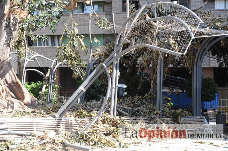 El día después de la caída de la rama del ficus de