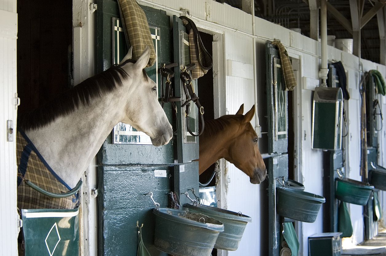 Dos purasangres en sus establos de Horse Country, Lexington.