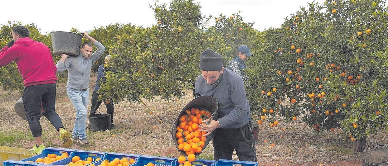 Un grupo de collidors trabaja en Burriana durante la última campaña de clementina a finales de 2022.