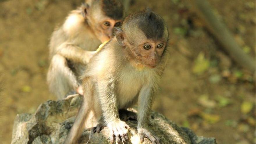Què és la verola del mico? Símptomes i com es contagia